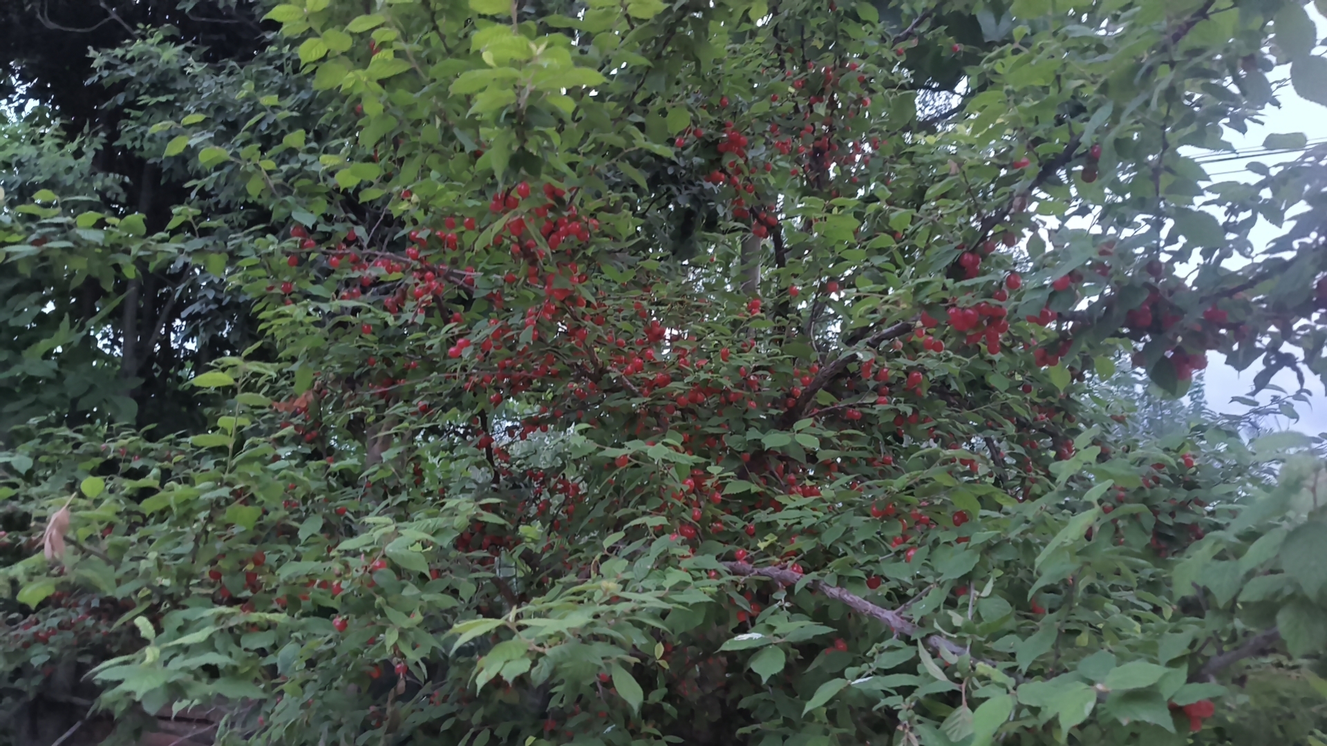 一帆风顺